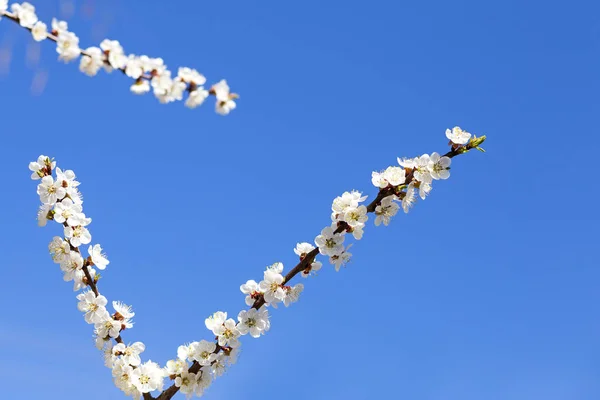 Apple trees flowers. Flowering tree and blue sky. Fresh spring apple tree branches with flowers. Cherries on a blurred background of nature. Spring background with bokeh