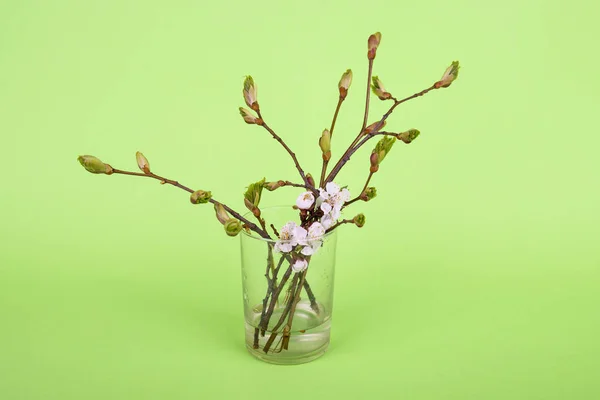 Zweige mit Knospen auf grünem Hintergrund. Zweige in einer Vase. kleine Zweige frischgrüner Blätter in einer Glasvase. ein Zweig blühender Kirschen in einer Vase Stockbild