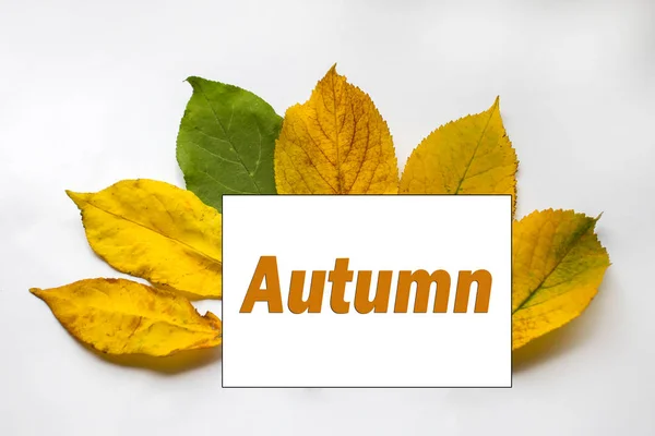 Text podzim. text byl jarní. podzimní pozadí. podzimní hnědý vzorek. slovo podzimní — Stock fotografie
