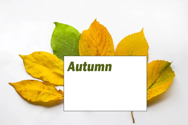 As folhas de outono fecham. folhas amarelas e vermelhas sobre um fundo branco. material de aplicação. Fundo de outono. padrão de outono. texto Outono . — Fotografia de Stock