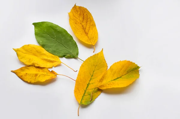 Sonbahar boyama, beyaz bir arka plan üzerinde sonbahar kuru yaprakları. Ölü yaprak Sonbahar kompozisyon. Düşmüş sarı yapraklar