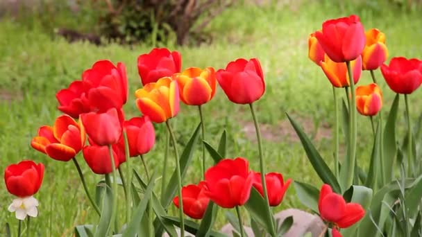 盛开的郁金香在花坛在4月 — 图库视频影像
