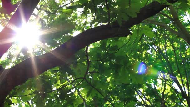 Słońce Świeci Przez Gałęzie Dębu Miesiąc Maj Bujnych Liści — Wideo stockowe