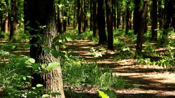 Primavera Foresta Nella Calda Giornata Sole — Video Stock