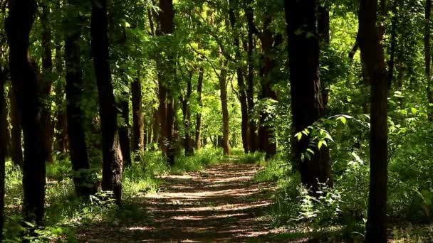 グローブは日光に殺到しました 月上旬に森の緑が緑豊かな — ストック動画