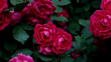 Çiçek açan güzel pembe gül bush yavaşça sways gelen rüzgar