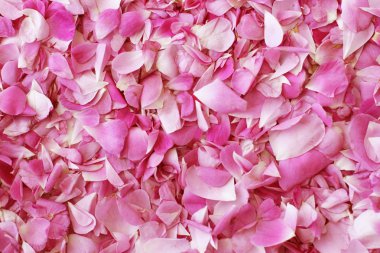 Pembe renkli yaprakları güller arka plan