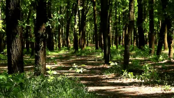 Início Verão Vegetação Exuberante Floresta Grove Está Inundado Pela Luz — Vídeo de Stock