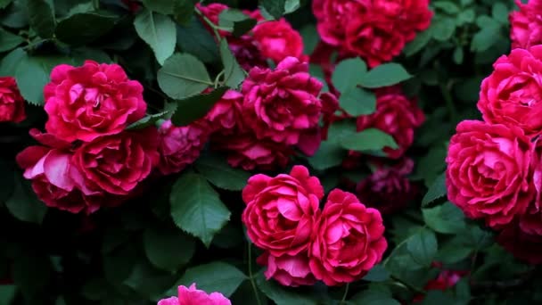 Początku Kwitnący Krzew Lato Piękne Różowe Róże — Wideo stockowe