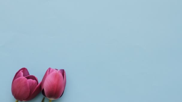 Růžové Tulipány Křepelčí Vejce Modrém Pozadí Velikonoce Stop Motion Animace — Stock video
