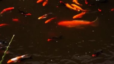 Koi sazan balıkları havuzda yüzme