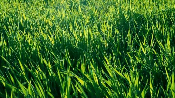 Зелена Трава Ранньою Весною Вистрибує Вітру Повна Рамка — стокове відео