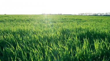 Çayır rüzgarda sallanan erken bahar yeşil çimen