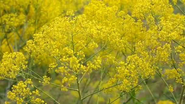 Flores Silvestres Amarillas Balanceándose Viento Marco Completo — Vídeo de stock