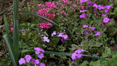 Nazik yaz çiçek çiçek yatakta çiçek