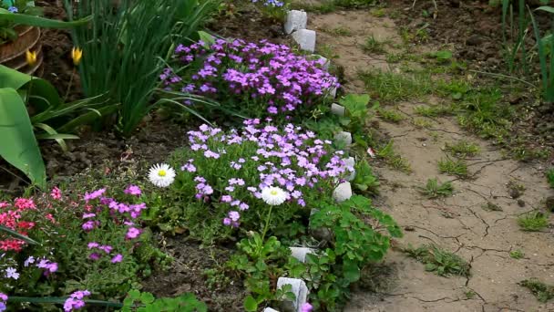 Aan Het Begin Van Zomer Bloemen Bloem Bed Bloeide — Stockvideo