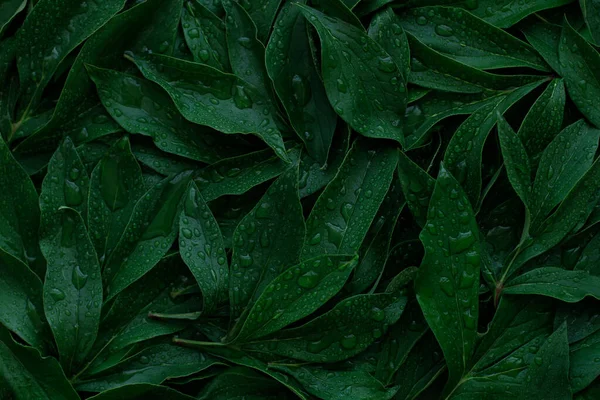 Die Blätter Dunkelgrüne Farbe Mit Tautropfen Voller Rahmen Als Hintergrund — Stockfoto