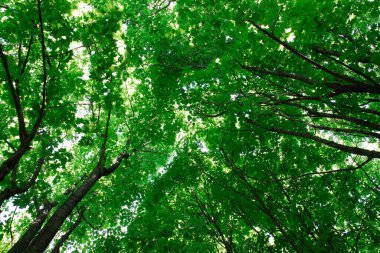 Yeşil yapraklı meşe ağaçlarının tepeleri, yüksek açı manzaralı, arka plan olarak kullanılıyor. Mayıs ayı
