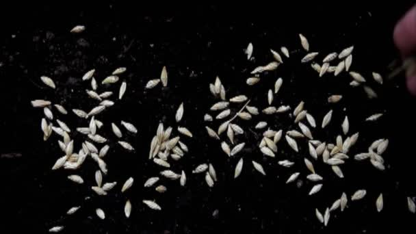 Mão Feminina Está Plantando Sementes Cereais Trigo Vista Superior Conceito — Vídeo de Stock