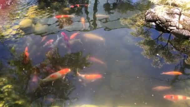 Koi Karpfenfische Schwimmen Warmen Sonnentagen Teich Die Sonnenstrahlen Spiegeln Sich — Stockvideo