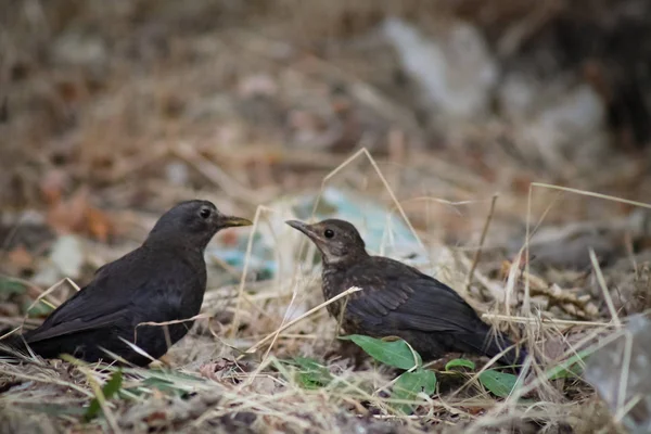 Lovely Birds Nature — Stock Photo, Image