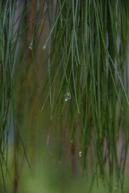 bir çam düşen su damlacığı