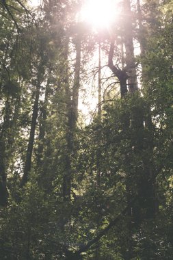 Güneş eş Muir Woods, Sekoya ormanı