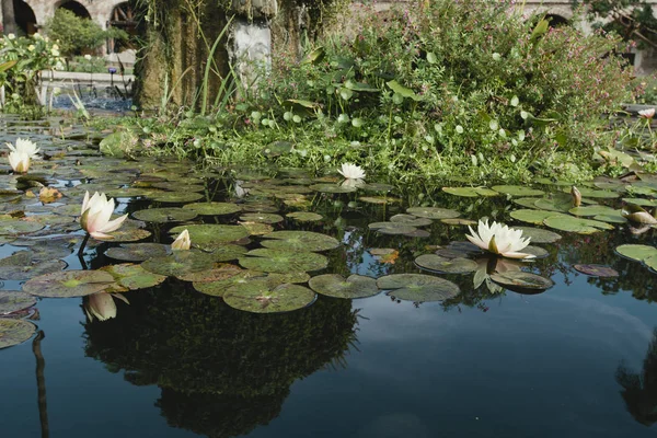 Weiße Lilien Schwimmen Einem Teich Mit Lilienkissen Und Pflanzen — Stockfoto