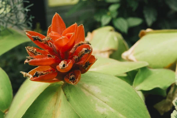 Dev yeşil yaprakları ile büyük çiçek kırmızı çiçek