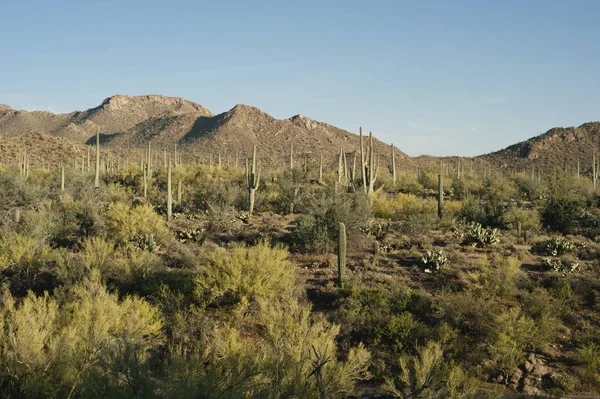 Sol Põe Bela Floresta Saguaro Arizona — Fotografia de Stock