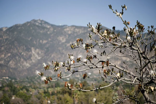 Árbol Con Flores Blancas Sobre Telón Fondo Montaña — Foto de Stock