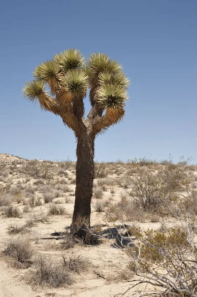 カリフォルニアの厳しい砂漠に立っているジョシュア ツリー — ストック写真