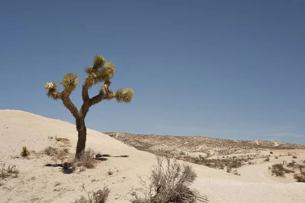 砂丘青い空を背景に立っているジョシュア ツリー — ストック写真