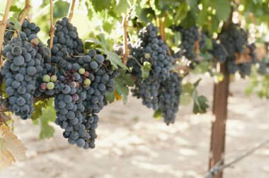 Kırmızı şarap üzüm asma bir bağ içinde el