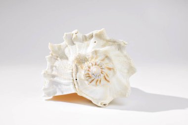 Gri bir fon üzerinde bir deniz kabuğu kabuk görünümü