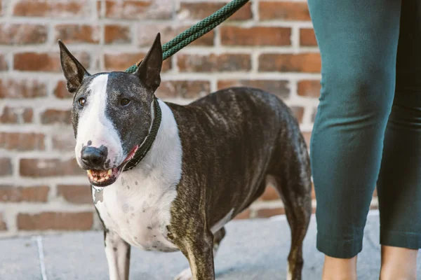 Pernas Uma Fêmea Estão Lado Cão Terrier Touro — Fotografia de Stock