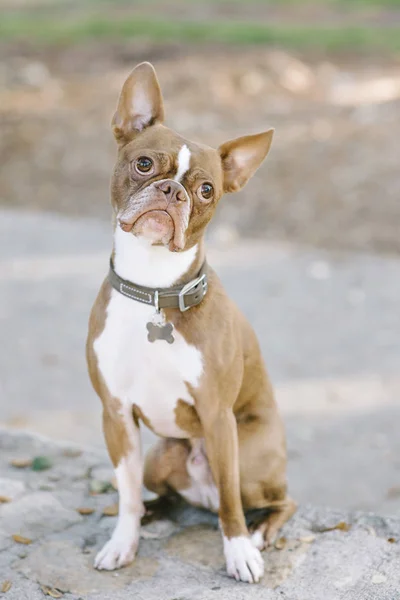 Pet Boston Terrier Look Confus Avec Une Tête Inclinée — Photo