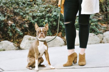Boston korkunç görünümünü evde beslenen hayvan köpek ve alt yarısı bir kadının vücut ayakta açık havada onun köpeği yanında