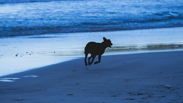 Hunden Igång Stranden Morgonen — Stockfoto