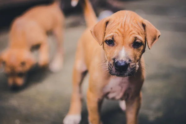 Yangon, myanmar küçük şirin köpek yavrusu köpek