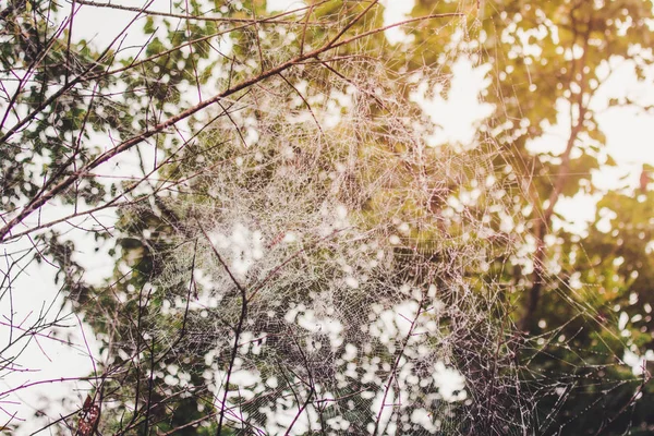Spinnennetz Den Bergen Morgen — Stockfoto