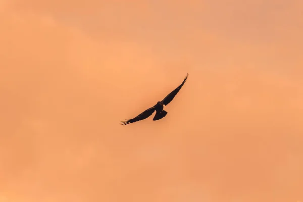 Silhouette Einer Fliegenden Krähe Abend — Stockfoto