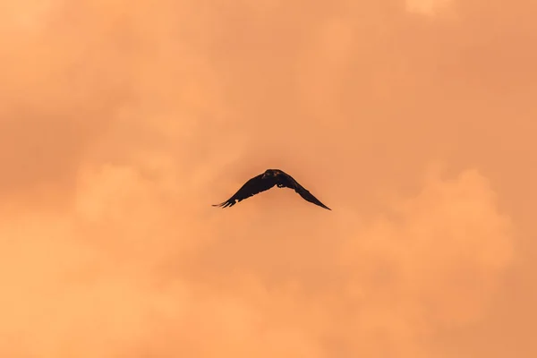 Silhouette Corbeau Volant Dans Soirée — Photo