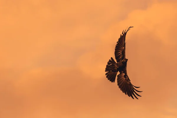 Silueta Cuervo Volador Noche — Foto de Stock