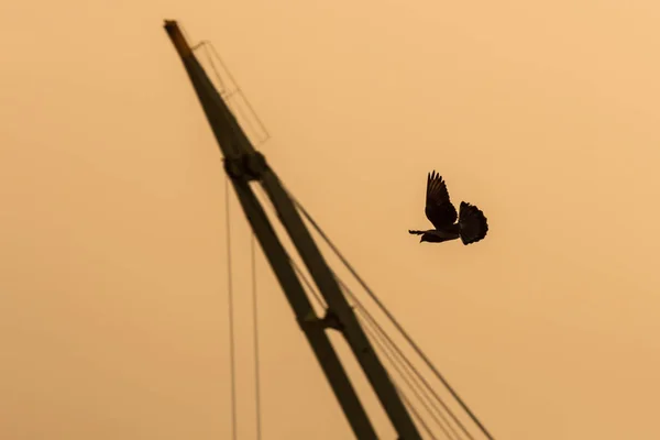 Silhouette Einer Fliegenden Krähe Abend — Stockfoto