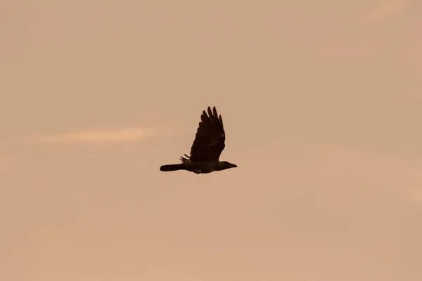 Silhouette Einer Fliegenden Krähe Abend — Stockfoto