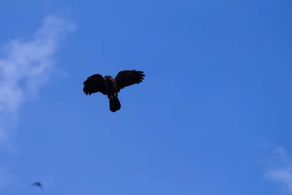 Silhouette Einer Fliegenden Krähe Abend — Stockfoto