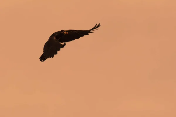 Silhouette Of Flying Crow in The Evening