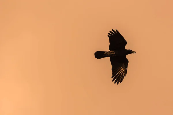 Silhueta Corvo Voador Noite — Fotografia de Stock