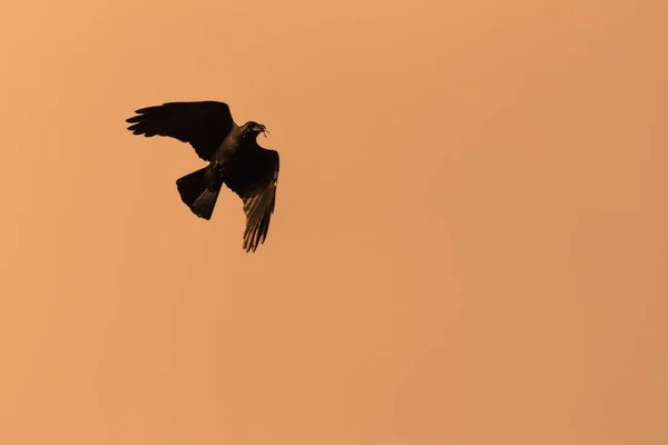 Silueta Cuervo Volador Noche —  Fotos de Stock